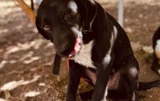 2026_Nordic-Strays-Lukas_009