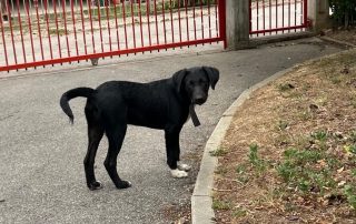 2026_Nordic-Strays-Lukas_011