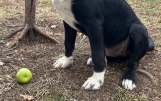 2026_Nordic-Strays-Lukas_014
