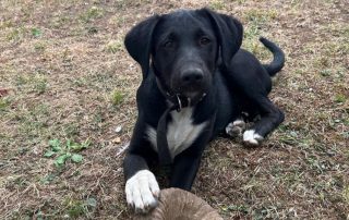 2026_Nordic-Strays-Lukas_018