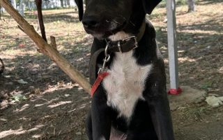 2026_Nordic-Strays-Lukas_022
