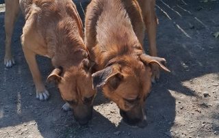 2026_Nordic-Strays-Magnus_003