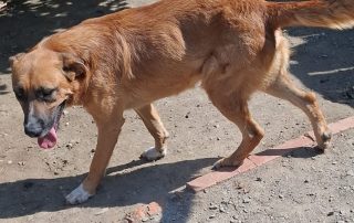 2026_Nordic-Strays-Magnus_005
