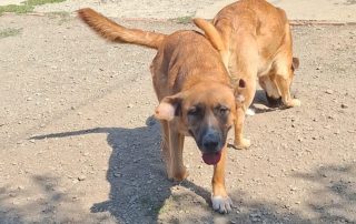 2026_Nordic-Strays-Magnus_013