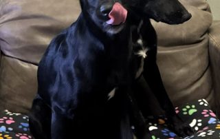 2026_Nordic-Strays-Mia-Loulou_001