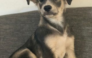 2026_Nordic-Strays-Miso_004