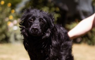 2026_Nordic-Strays-Mowgli_00 (1)