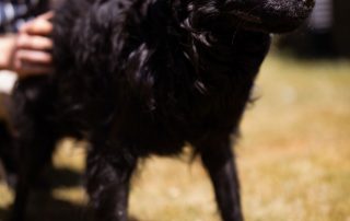 2026_Nordic-Strays-Mowgli_00 (11)