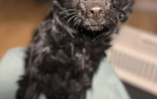 2026_Nordic-Strays-Mowgli_00 (12)