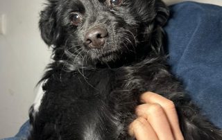2026_Nordic-Strays-Mowgli_00 (13)