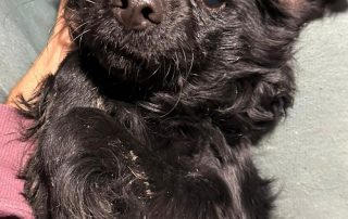 2026_Nordic-Strays-Mowgli_00 (15)