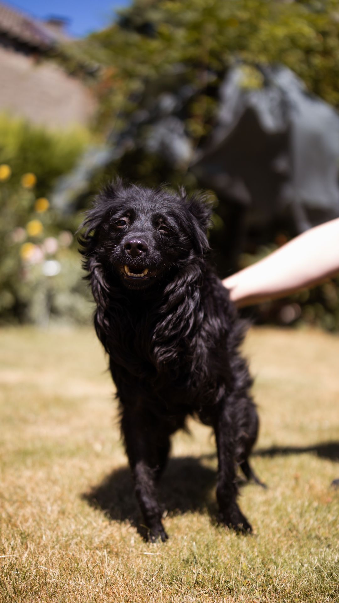 2026_Nordic-Strays-Mowgli_00 (3)
