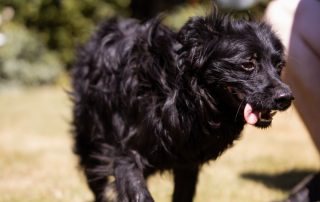 2026_Nordic-Strays-Mowgli_00 (4)