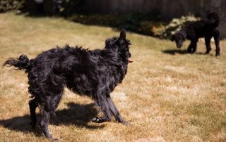 2026_Nordic-Strays-Mowgli_00 (6)