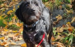 2026_Nordic-Strays-Otto_002