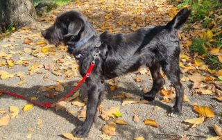 2026_Nordic-Strays-Otto_003
