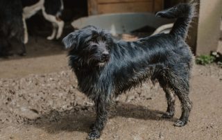 2026_Nordic-Strays-Otto_008