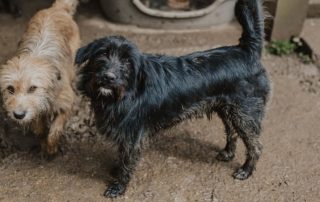2026_Nordic-Strays-Otto_011