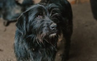 2026_Nordic-Strays-Otto_012