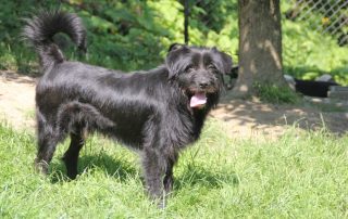 2026_Nordic-Strays-Otto_014