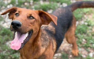 2026_Nordic-Strays-Petar_002