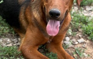 2026_Nordic-Strays-Petar_003