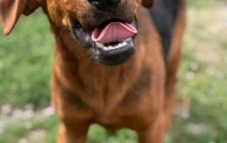 2026_Nordic-Strays-Petar_004