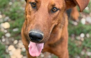 2026_Nordic-Strays-Petar_005