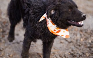 2026_Nordic-Strays-Rubin_00 (10)
