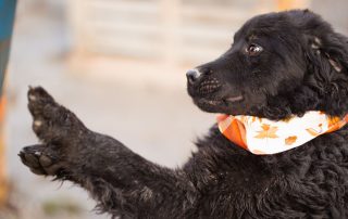 2026_Nordic-Strays-Rubin_00 (17)