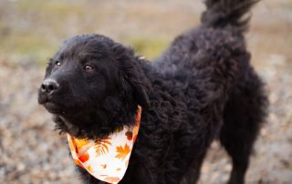 2026_Nordic-Strays-Rubin_00 (18)