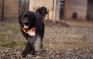 2026_Nordic-Strays-Rubin_00 (19)