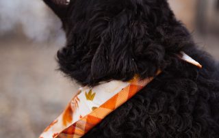 2026_Nordic-Strays-Rubin_00 (20)