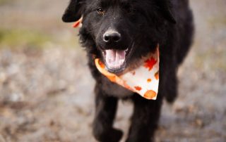 2026_Nordic-Strays-Rubin_00 (21)