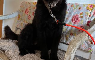 2026_Nordic-Strays-Rubin_00 (22)