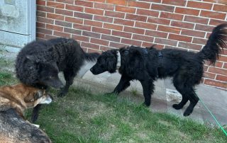 2026_Nordic-Strays-Rubin_00 (23)