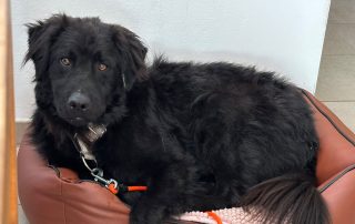 2026_Nordic-Strays-Rubin_00 (25)