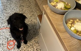 2026_Nordic-Strays-Rubin_00 (26)