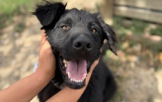 2026_Nordic-Strays-Rubin_00 (5)