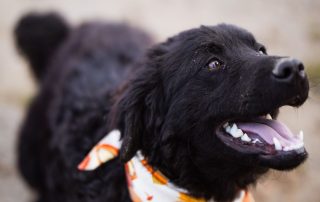2026_Nordic-Strays-Rubin_00 (8)