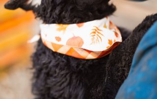 2026_Nordic-Strays-Rubin_00 (9)