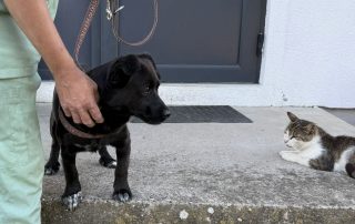 2026_Nordic-Strays-Ruede_klein_003