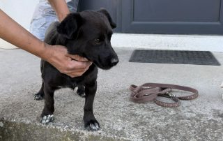 2026_Nordic-Strays-Ruede_klein_004