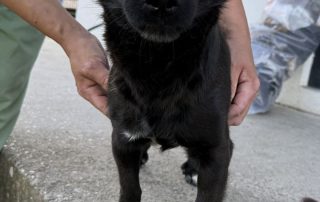 2026_Nordic-Strays-Ruede_klein_007