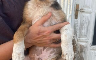 2026_Nordic-Strays-Saray_009