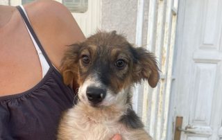 2026_Nordic-Strays-Saray_010