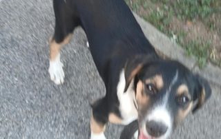 2026_Nordic-Strays-Sheyla_00 (10)
