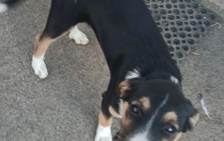 2026_Nordic-Strays-Sheyla_00 (2)