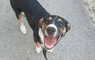 2026_Nordic-Strays-Sheyla_00 (5)