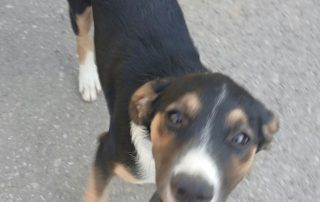 2026_Nordic-Strays-Sheyla_00 (7)